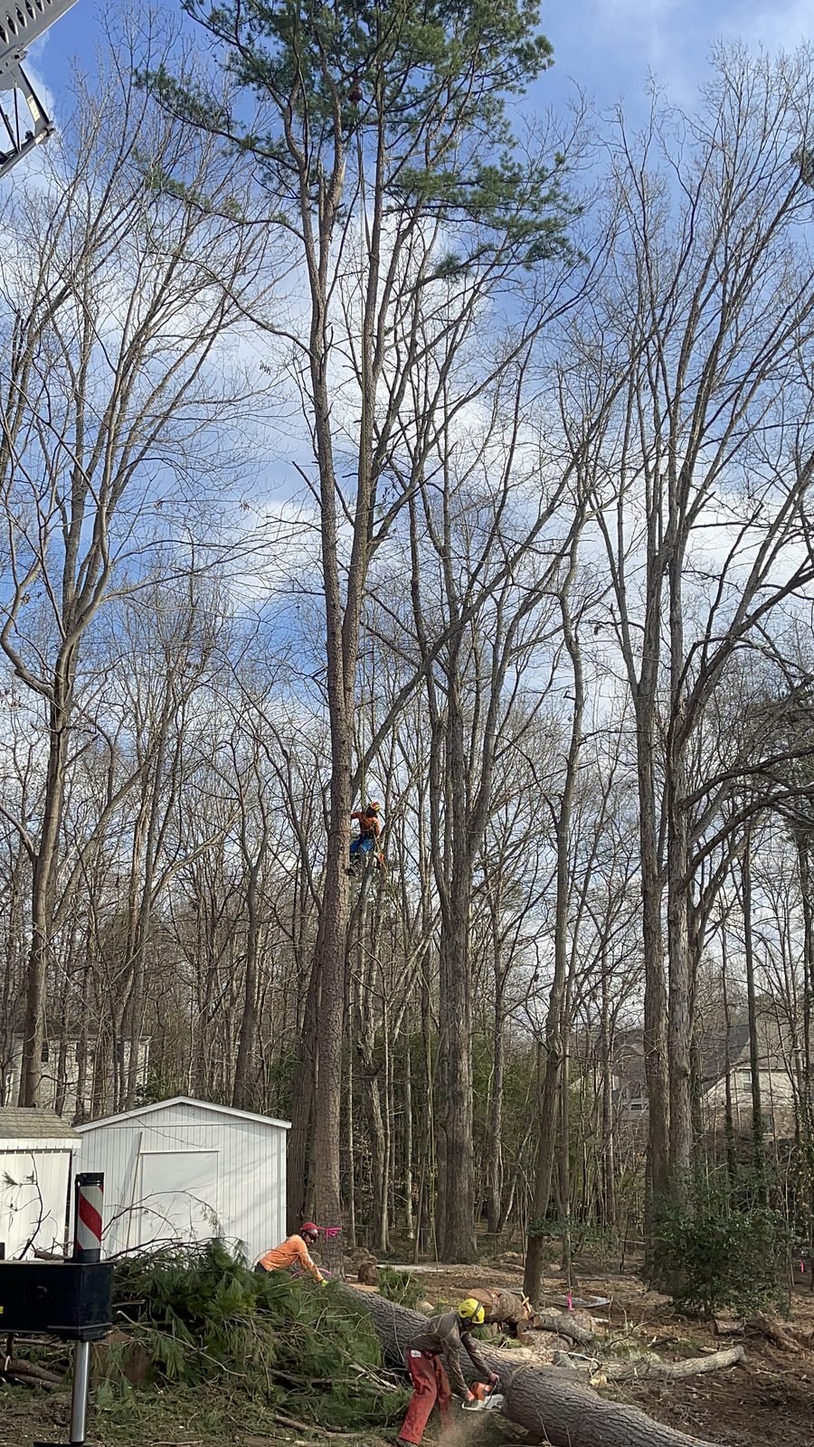 Climber pruning a tall pine with crew below